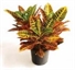 Croton Plant - 4ft in Naples, Marco Island, Ft. Myers