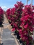 Bougainvillea Trellis Tree in Naples, Marco Island, Ft. Myers