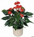 Anthurium Plant - 1ft in Miami, Ft. Lauderdale, Palm Beach