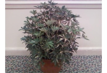 Arboricola Plant - 2ft in Miami, Ft. Lauderdale, Palm Beach