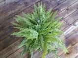 Boston Fern - 2ft in Miami, Ft. Lauderdale, Palm Beach