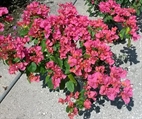 Bougainvillea Bush - 2ft in Miami, Ft. Lauderdale, Palm Beach