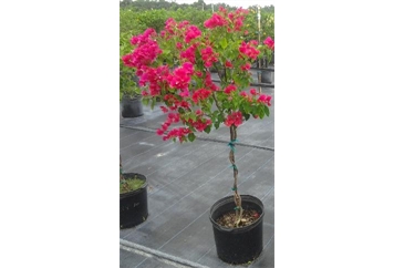 Bougainvillea Tree in Miami, Ft. Lauderdale, Palm Beach