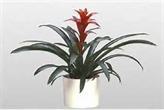 Bromeliad Plant - 1ft in Miami, Ft. Lauderdale, Palm Beach