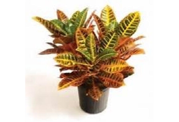 Croton Plant - 2ft in Miami, Ft. Lauderdale, Palm Beach