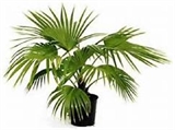 Fan Palm Plant - 2ft in Miami, Ft. Lauderdale, Palm Beach