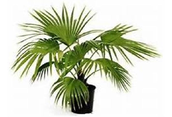 Fan Palm Plant - 2ft in Miami, Ft. Lauderdale, Palm Beach