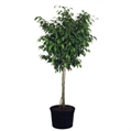 Ficus Benjamina Tree 10ft in Miami, Ft. Lauderdale, Palm Beach