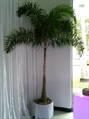 Foxtail Palm Tree in Miami, Ft. Lauderdale, Palm Beach