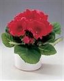 Gloxinia Plant - 1ft in Miami, Ft. Lauderdale, Palm Beach