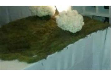 Moss Table Top in Miami, Ft. Lauderdale, Palm Beach