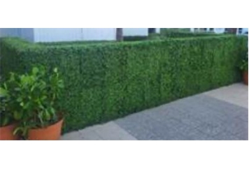 Hedge Wall Low - Double Sided in Miami, Ft. Lauderdale, Palm Beach