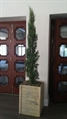 Italian Cypress Tree 8ft in Miami, Ft. Lauderdale, Palm Beach