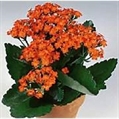 Kalanchoe Plant - 1ft in Miami, Ft. Lauderdale, Palm Beach