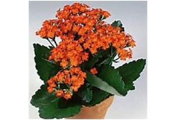 Kalanchoe Plant - 1ft in Miami, Ft. Lauderdale, Palm Beach