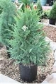 Leyland Cypress Tree 6ft in Miami, Ft. Lauderdale, Palm Beach