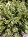 Macho Fern - 2ft in Miami, Ft. Lauderdale, Palm Beach