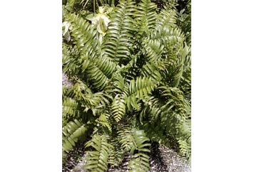 Macho Fern - 2ft in Miami, Ft. Lauderdale, Palm Beach