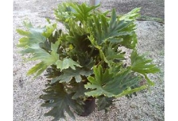 Philodendron Plant - 2ft in Miami, Ft. Lauderdale, Palm Beach