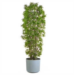 Podocarpus Plant - 6ft in Miami, Ft. Lauderdale, Palm Beach