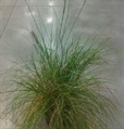 Pom Pas Grass - 2ft in Miami, Ft. Lauderdale, Palm Beach