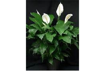 Spathiphyllum Plant - 2ft in Miami, Ft. Lauderdale, Palm Beach