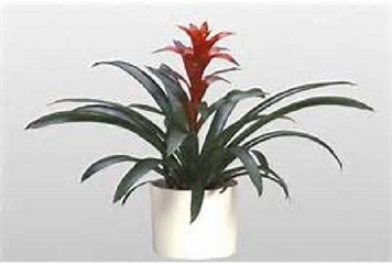 Bromeliad Plant - 1ft in Naples, Marco Island, Ft. Myers