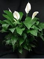 Spathiphyllum Plant - 2ft in Naples, Marco Island, Ft. Myers