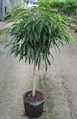 Ficus Alii Tree in Naples, Marco Island, Ft. Myers