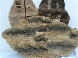 Animal Skins in Naples, Marco Island, Ft. Myers