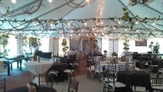 Party Lights With Vines in Naples, Marco Island, Ft. Myers