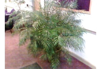 Roebelenii Tree in Orlando