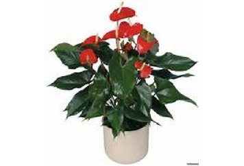 Anthurium Plant - 1ft in Orlando