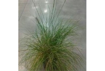 Pom Pas Grass - 2ft in Orlando