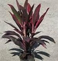 Red Ti Plant - 2ft in Orlando