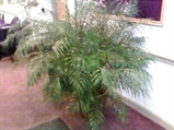 Roebelenii Tree 4ft in Orlando