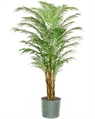 Areca Palm Tree 6ft in Orlando