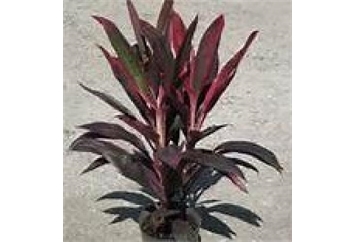 Red Ti Plant - 2ft in Tampa, St Petersburg