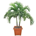 Adonidia Palm Tree 6ft U in Miami, Ft. Lauderdale, Palm Beach