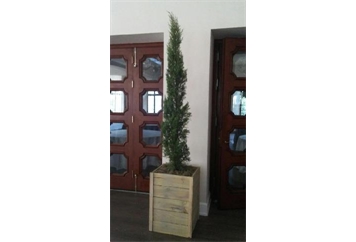 Italian Cypress Tree 4ft M in Miami, Ft. Lauderdale, Palm Beach