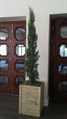 Italian Cypress Tree 4ft U in Miami, Ft. Lauderdale, Palm Beach