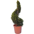 Topiary Tree Spiral M in Miami, Ft. Lauderdale, Palm Beach