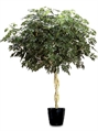 Arboricola Tree 6ft M in Miami, Ft. Lauderdale, Palm Beach