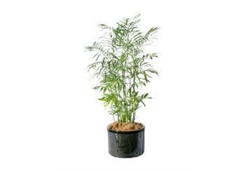 Bamboo Tree 8ft M in Miami, Ft. Lauderdale, Palm Beach