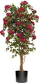 Bougainvillea Trellis Tree 8ft U in Miami, Ft. Lauderdale, Palm Beach