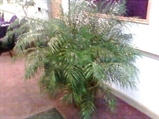 Roebelenii Tree 8ft U in Miami, Ft. Lauderdale, Palm Beach