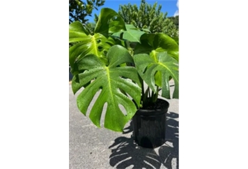 Monstera Plant - 2ft in Orlando