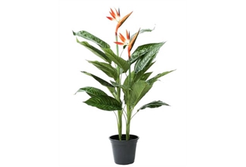 Heliconia Plant - 5ft in Miami, Ft. Lauderdale, Palm Beach