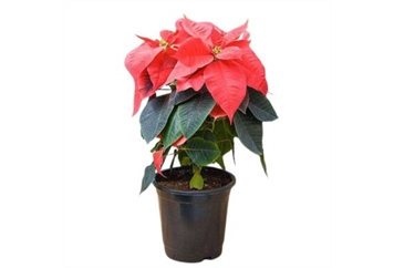 Poinsettia Plant Red - 0ft 10in in Miami, Ft. Lauderdale, Palm Beach
