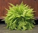 Boston Fern in Orlando